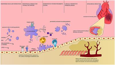 Obstructive Sleep Apnea: From Intermittent Hypoxia to Cardiovascular Complications via Blood Platelets